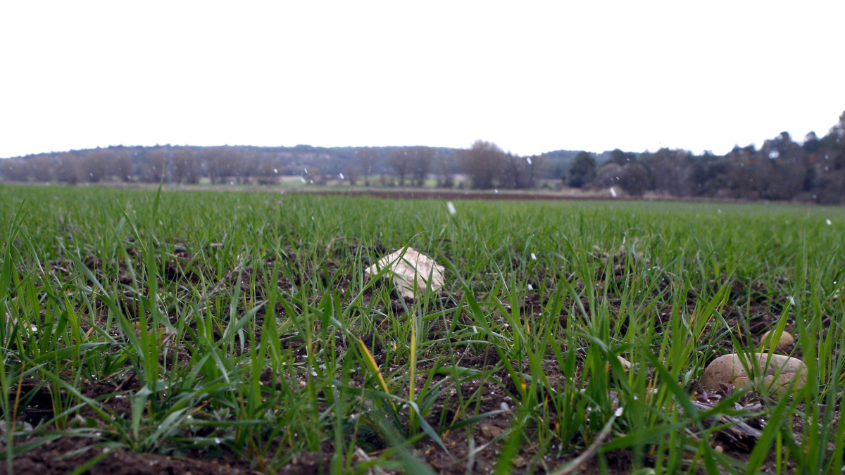 CAMPOS DE CEREAL EN LA ZONA DE LAS CUEVAS. MARIO TEJEDOR
