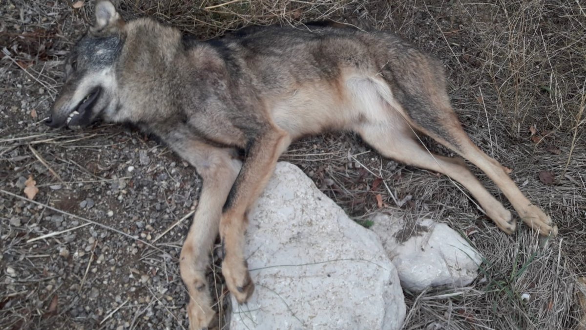 Lobo aparecido muerto esta mañana.-HDS