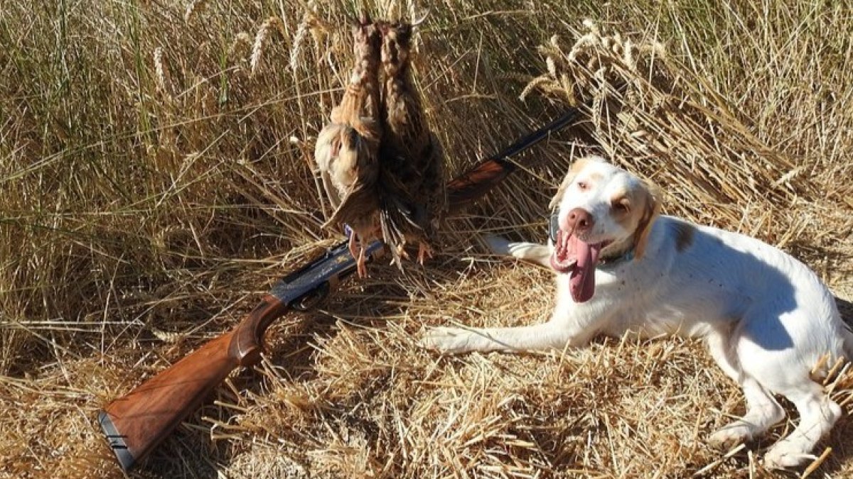 Codornices abatidas en Simancas.-L.D.F.