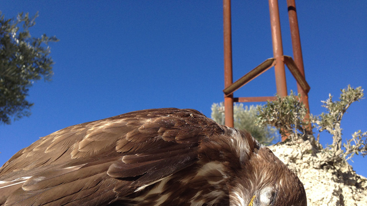 Rapaz muerta a los pies de un tendido.-HDS