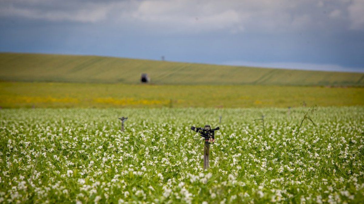 <p>Las viejas tajaderas y una red capilar de cemento y hormigón dio paso a <strong>un sistema de bombas de agua, válvulas y llaves de cierre.</strong></p>

<p>Se le llamó <strong>modernización del Canal de Almazán</strong> y riega más y mejor 5.000 hectáreas en la margen izquierda del Duero. Un vergel.</p>

<p>FOTÓGRAFO: MARIO TEJEDOR</p>