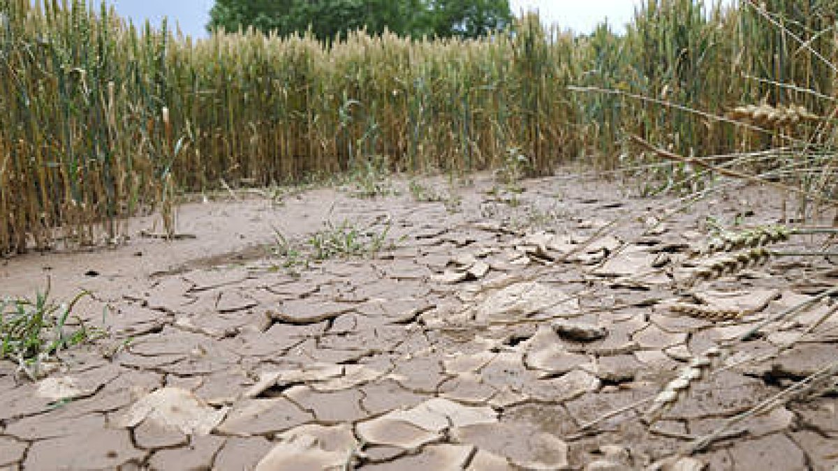 Tierra resquebrajada en un campo  tras la fuerte tormenta caída en Ágreda en la madrugada del jueves. / VALENTÍN GUISANDE-