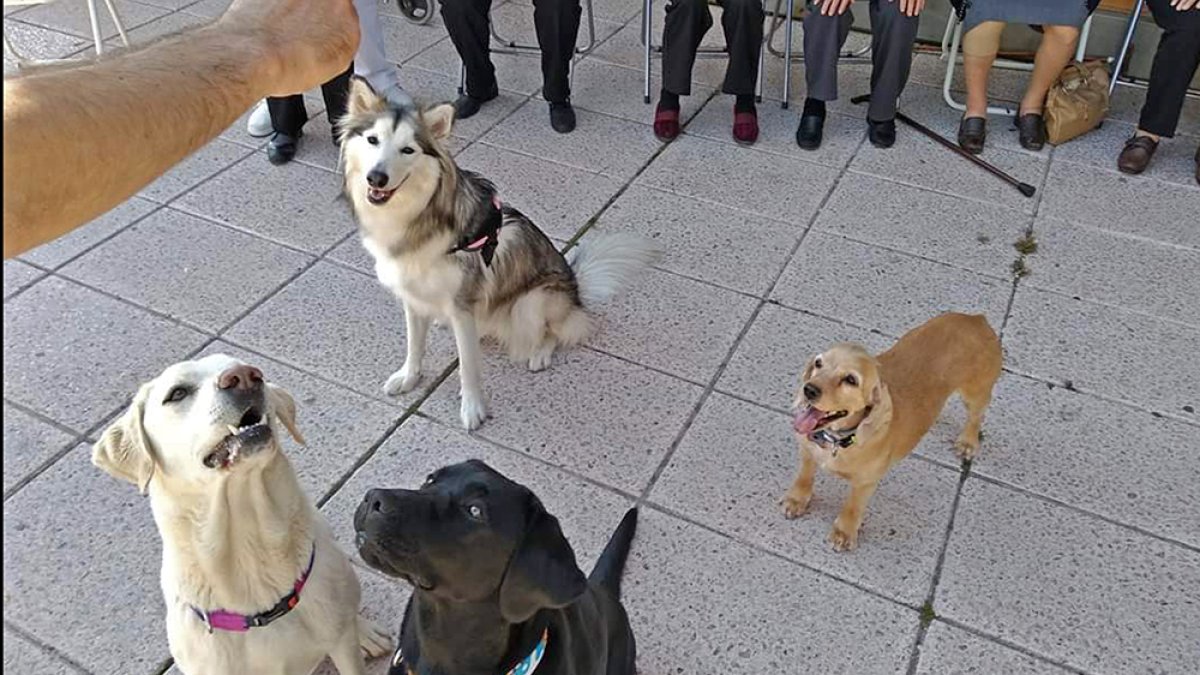Actividad de Soria Perruna para la Asociación de Alzheimer.-HDS