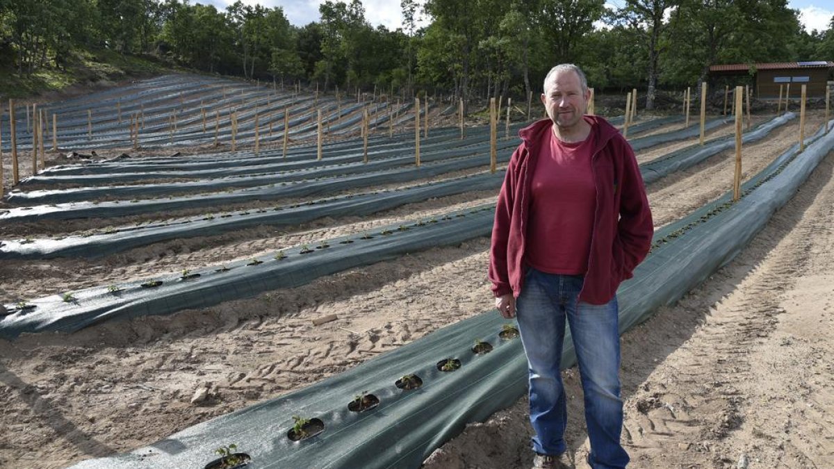 Felipe Sáenz, ante la plantación de frambuesas de El Royo-V.G.