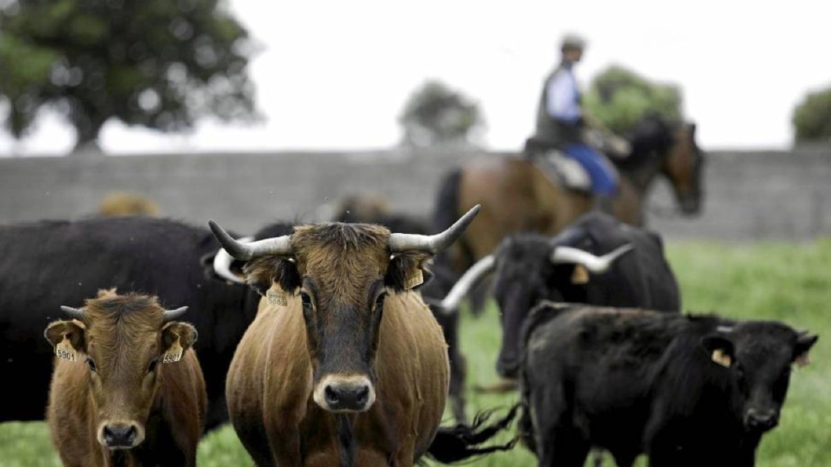 Varios toros paseando en la finca de El Rollanejo, ubicada en el municipio de El Cubo de Don Sancho.-Ical