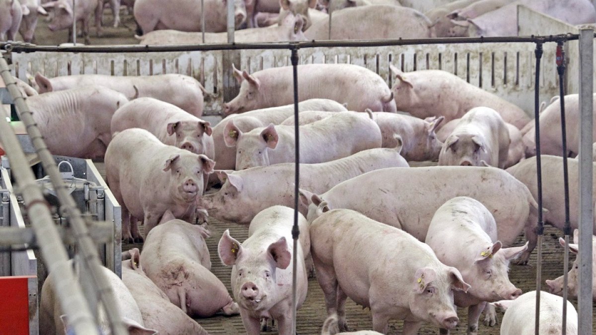 Biocombustible a partir de purines. / LUIS ÁNGEL TEJEDOR