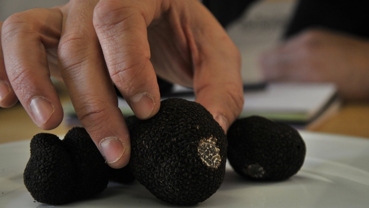 El oro negro de Soria.-HDS