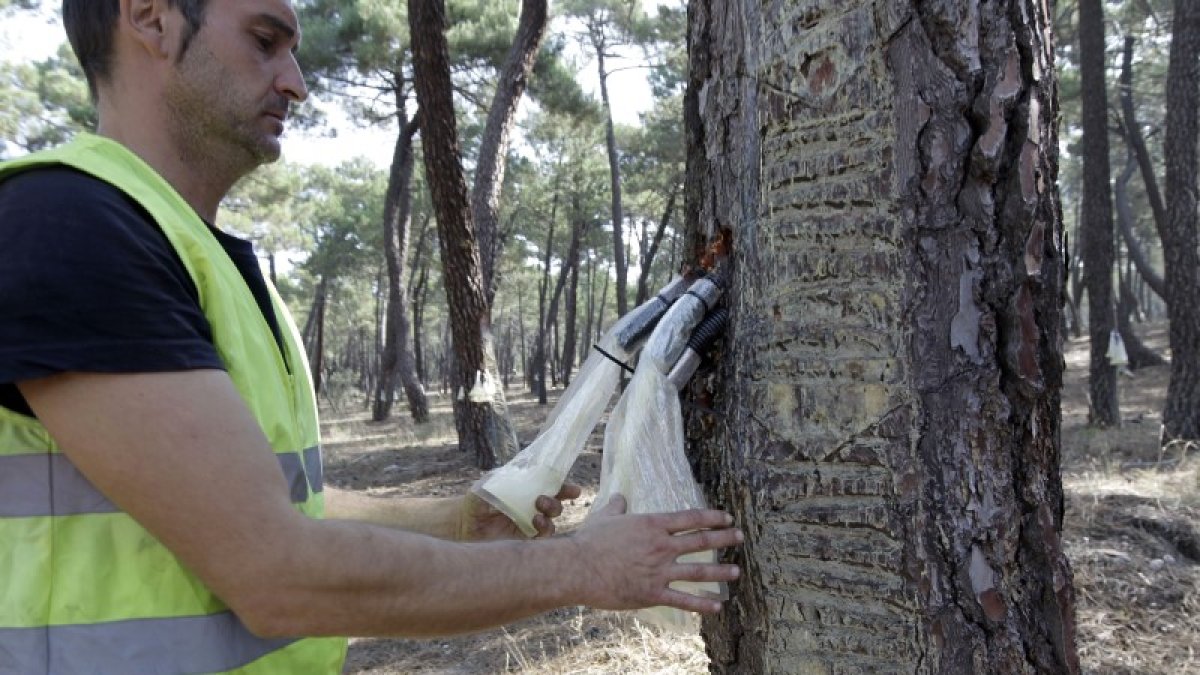 Tareas de resinación en Tardelcuende. HDS