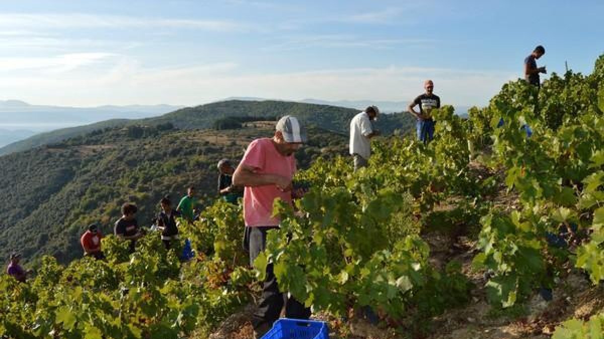 Vendimia en el paraje El Ferro de Corullón (León), con el que se realiza el vino La Faraona de la bodega de Descendientes de J. Palacios-ICAL