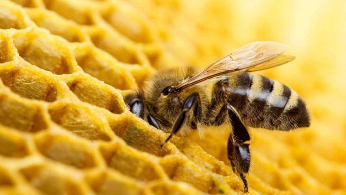 Una abeja en flor-HDS