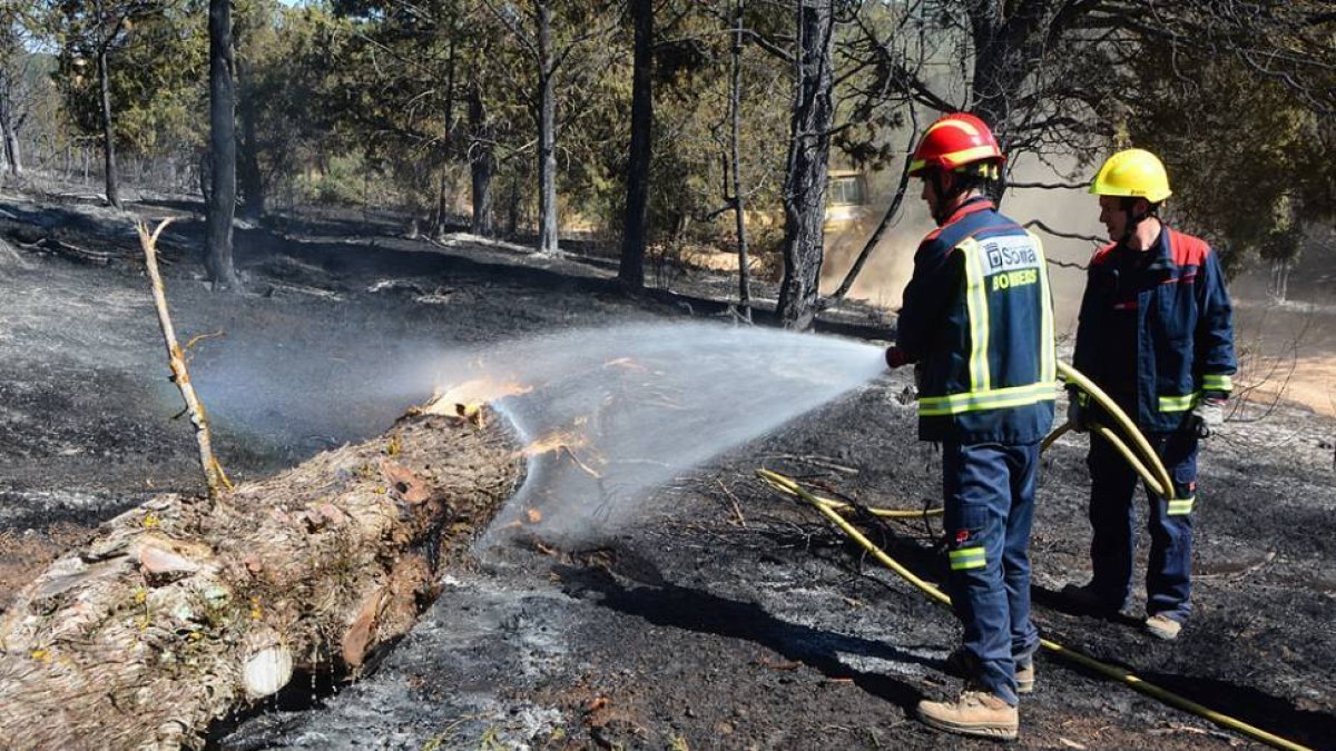 Bomberos refrescando una sabina caída en la mañana del miércoles.-ÁLVARO MARTÍNEZ