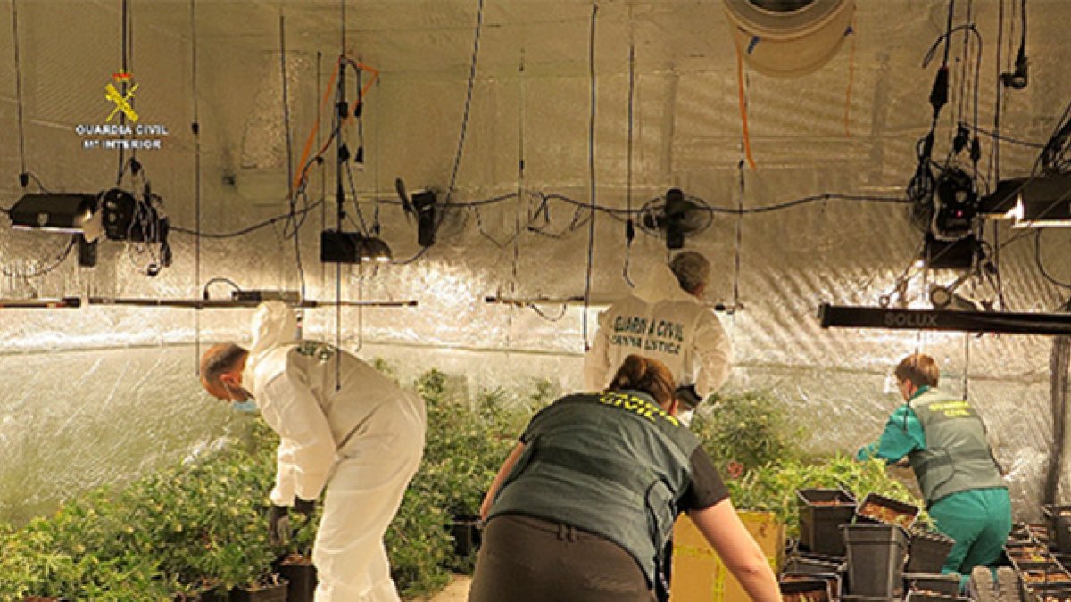 Agentes de las Fuerzas de Seguridad recogiendo la marihuana.-ICAL