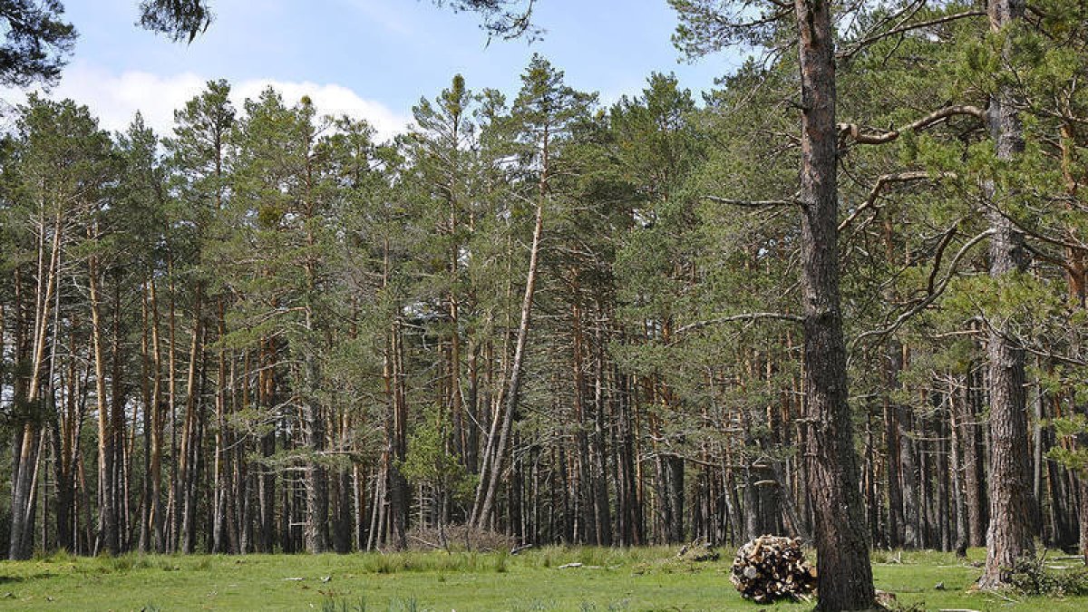 Masa forestal en un pinar.-HDS