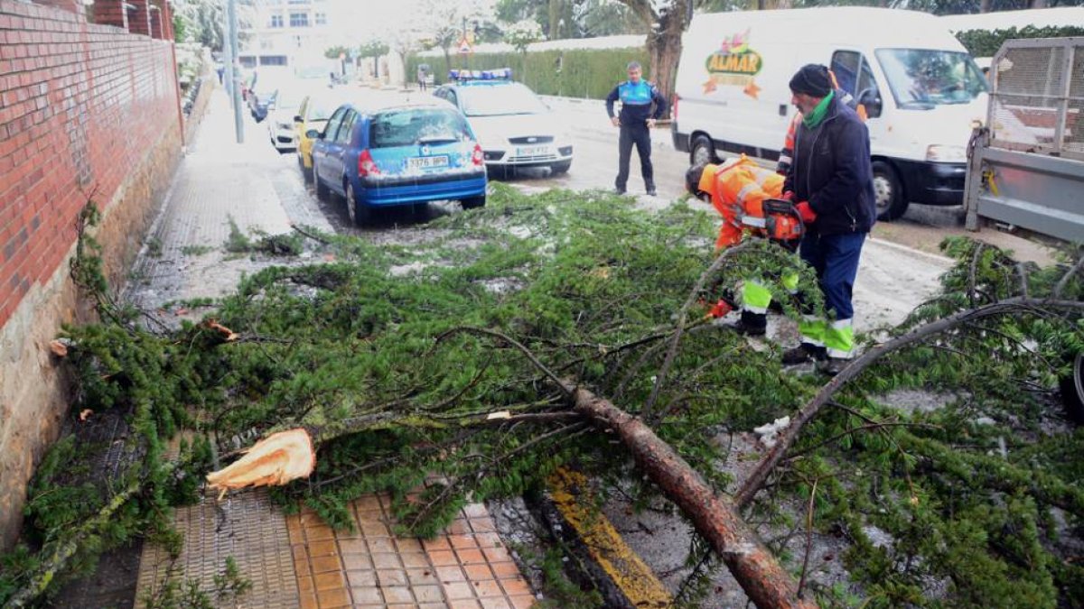 Rama caída por el peso de la nieve en el paseo San Andrés.-ÁLVARO MARTÍNEZ
