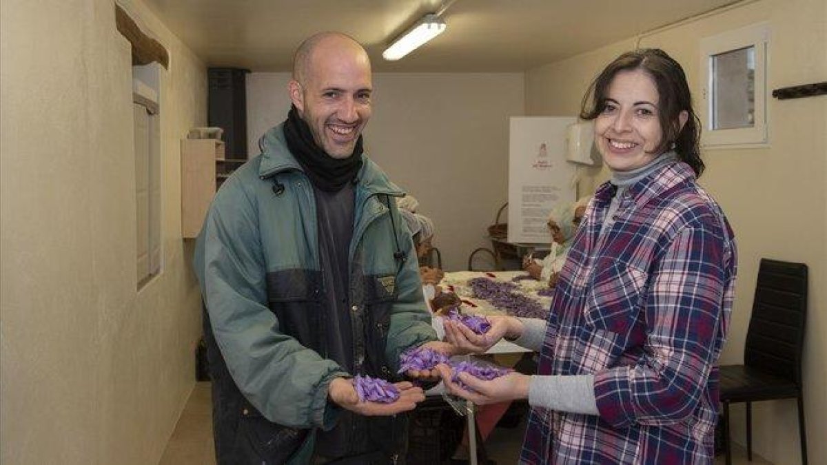 Jaume Casado y Magda Plazas, en su obrador en Llimiana, tras la recolecta de flor de azafrán que producen y comercializan a través de la firma Safrà del Montsec.-RAMON GABRIEL