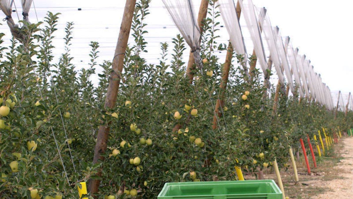 Imagen que ofrecía ayer la plantación de La Rasa/ JAVIER SOLÉ-
