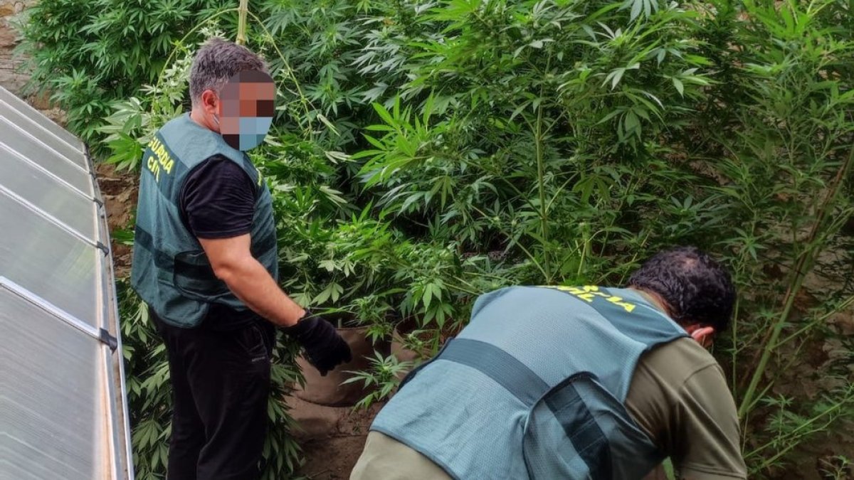 Incautación de marihuana en una operación llevada a cabo en Gallinero en una imagen de archivo.-HDS