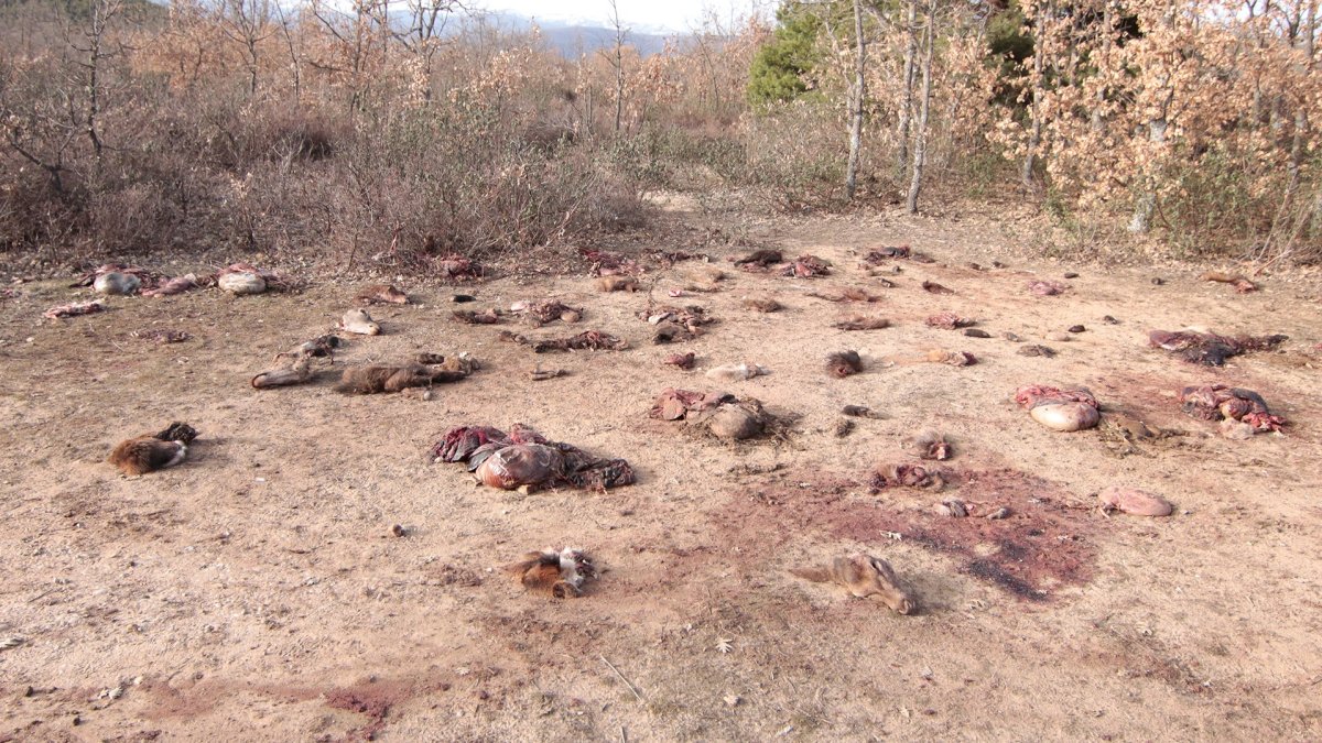 Despojos aparecidos en Pedrajas a mediados de febrero.-G. MONTESEGURO