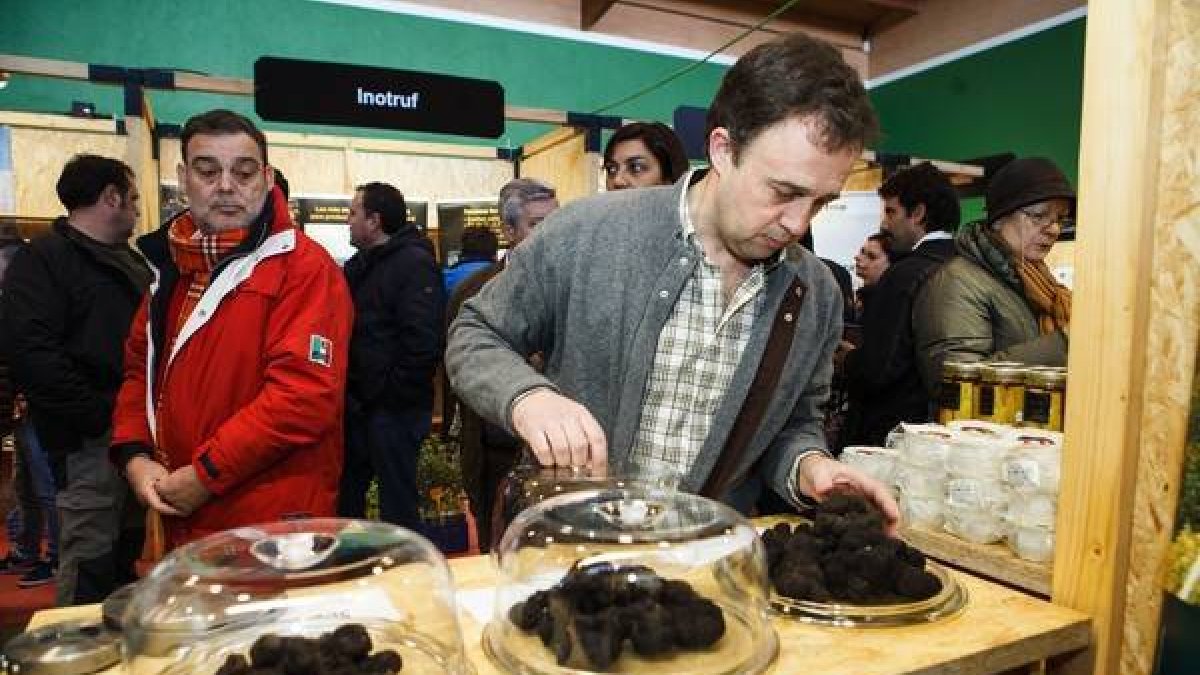XIII Feria de la Trufa de Abejar (Soria)-Concha Ortega / ICAL