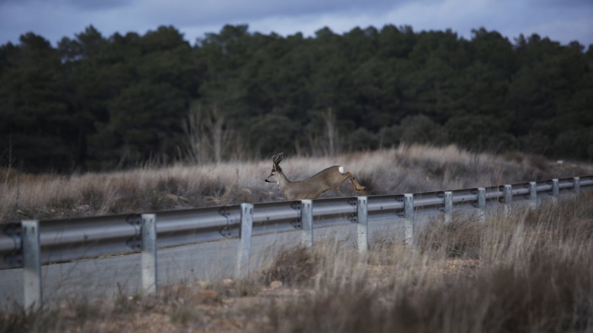 Los accidentes provocados por animales suponen el 81,2% del total de siniestros de tráfico en la provincia. MARIO TEJEDOR