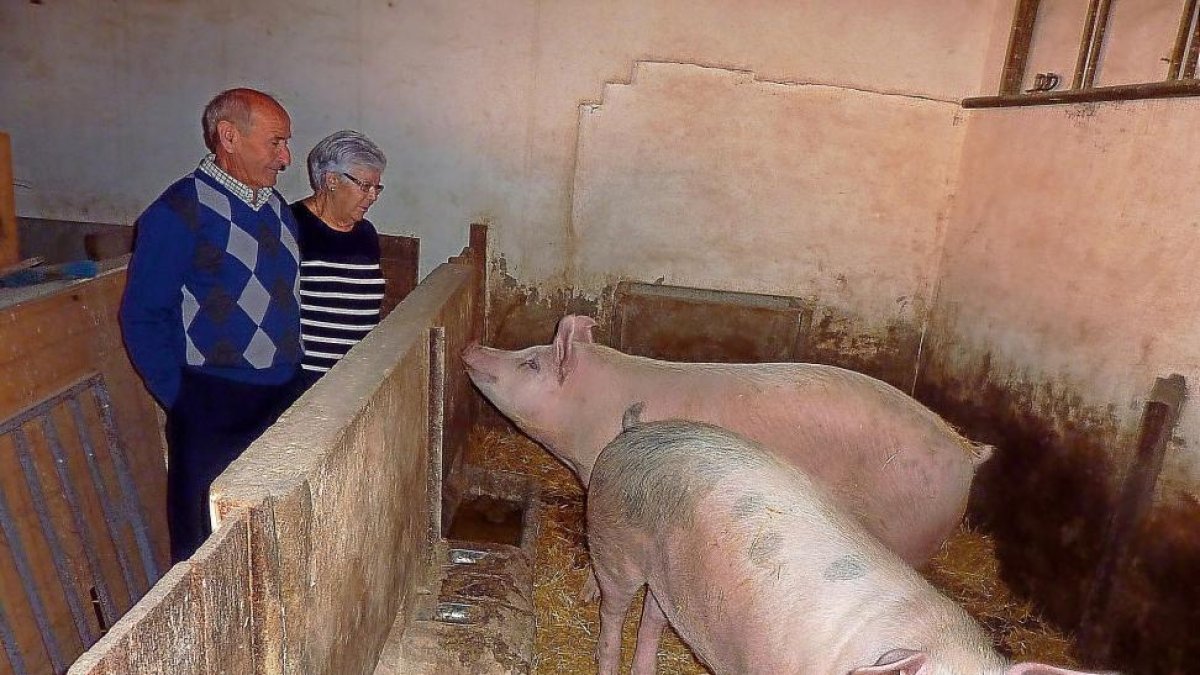 Victoriano Inaraja y Rosario Soba observan a los dos cerdos que han criado en casa desde marzo.-LAURA G. ESTRADA