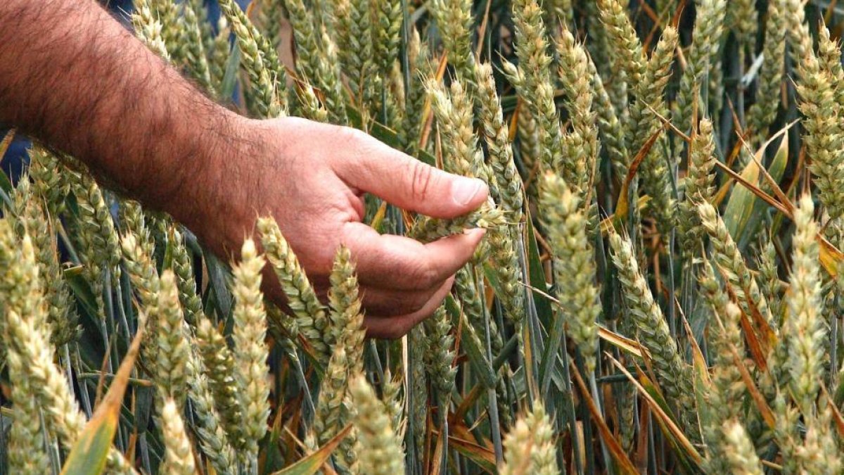Cultivo de trigo en La Bureba, el denominado granero de España.-G.G.