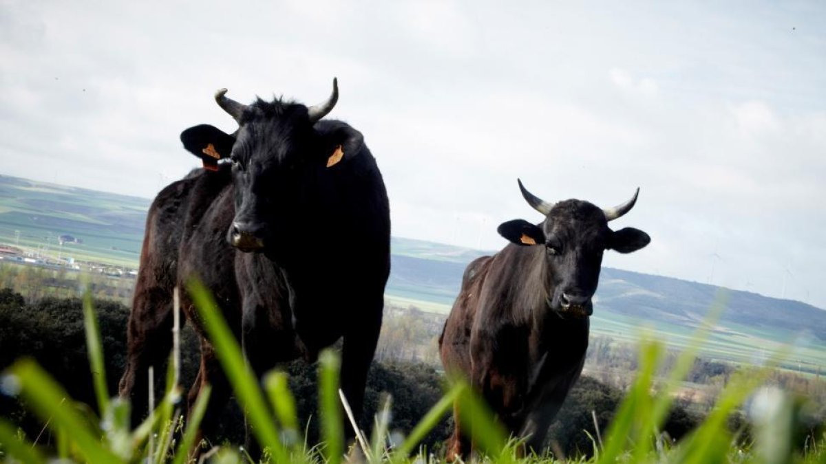 Dos ejemplares de buey wagyu pastan en los terrenos de la finca Santa Rosalía.-SANTA ROSALÍA