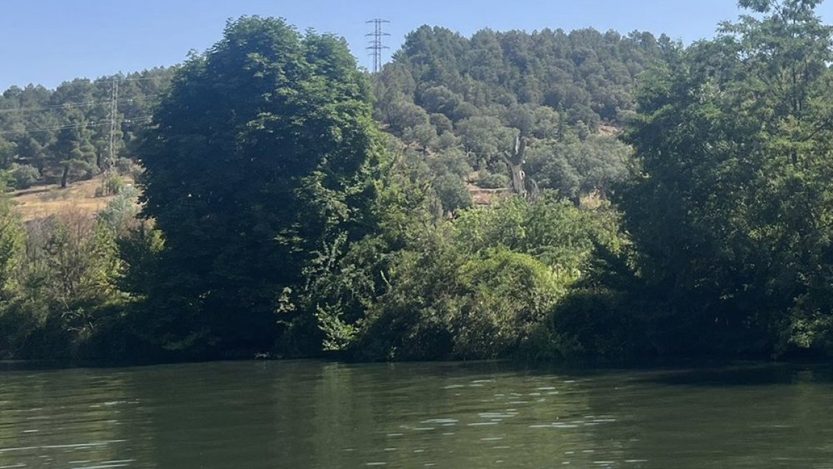 La plantilla numantina y el cuerpo técnico cambió el césped por las aguas del Duero y el balón por las piraguas en una sesión habitual cada verano en las pretemporadas. Una actividad veraniega que sirvió de recuperación del partido ante el Racing de Santander jugado en la tarde del miércoles.