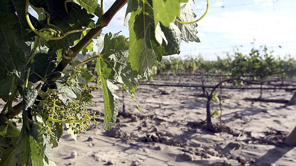 Viñedos dañados e inundados en una explotación de la Denominación de Origen Ribera del Duero, después de una tromba de agua y pedrisco. Rubén Cacho. / ICAL