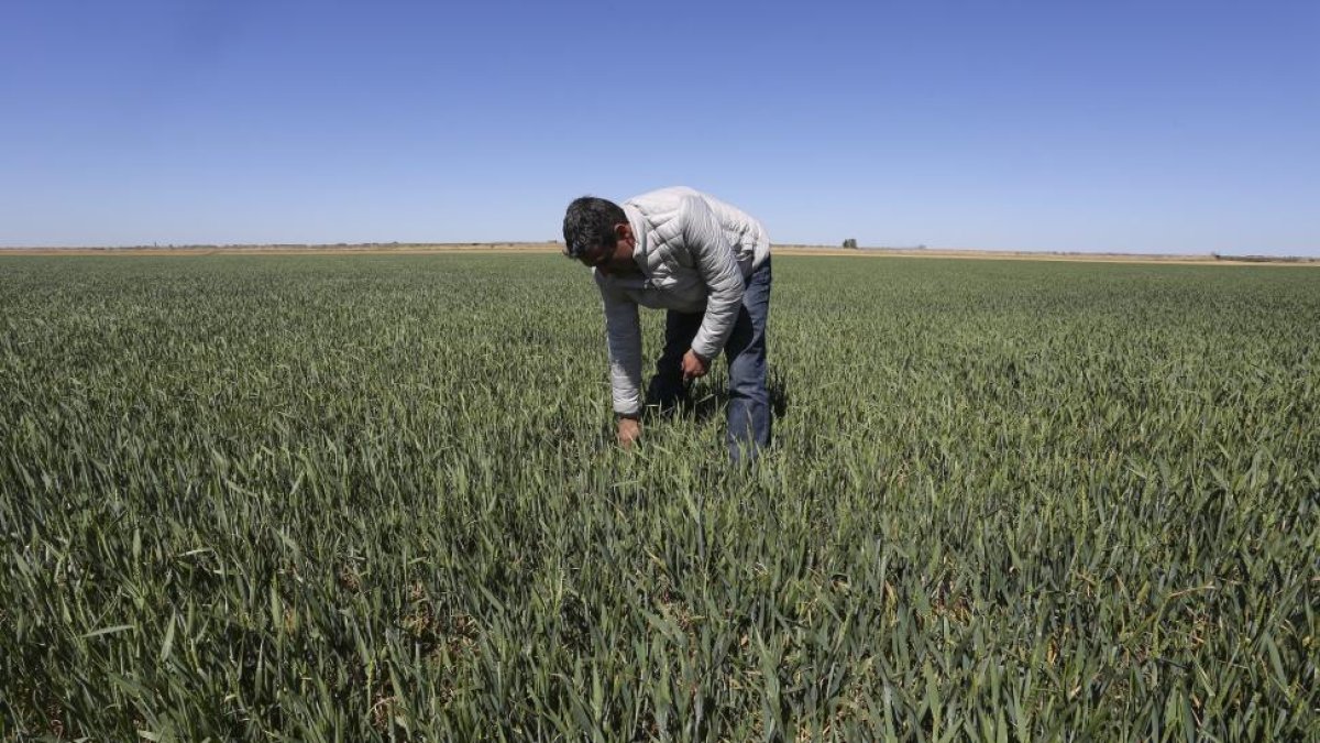 Javier Díez de la localidad palentina de Fuentes de Nava, muestra el mal estado del cultivo de trigo en su pueblo.-- ICAL