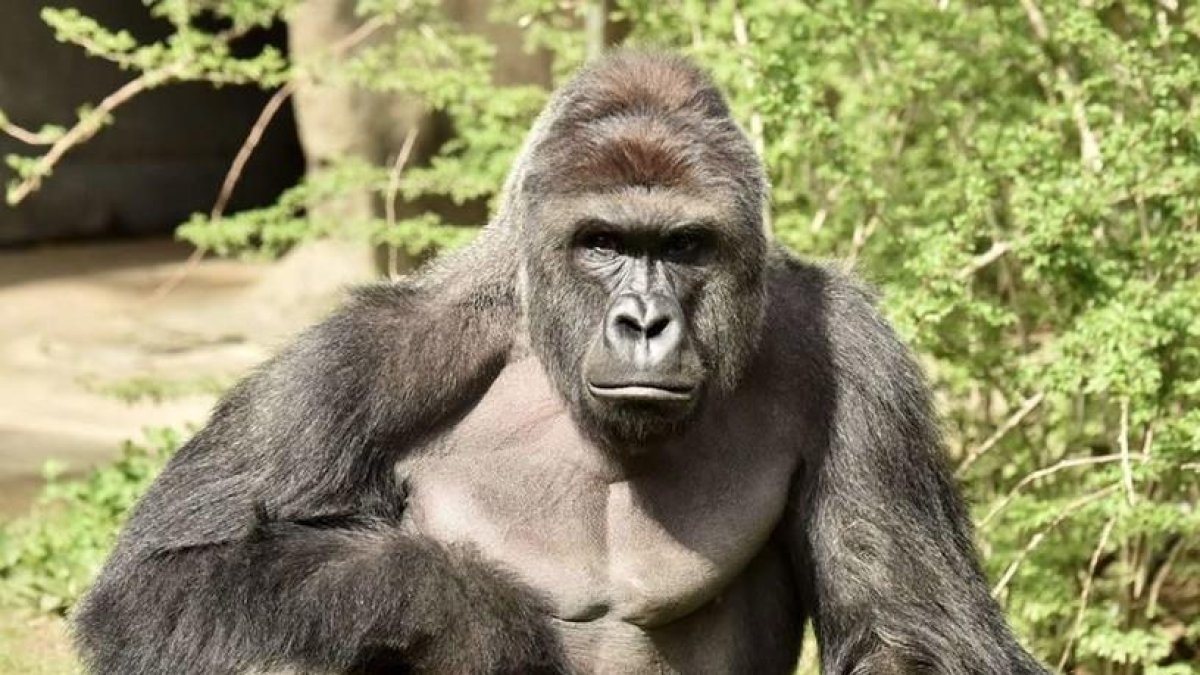 El gorila Harambe, en una imagen facilitada por el zoo de Cincinatti.-