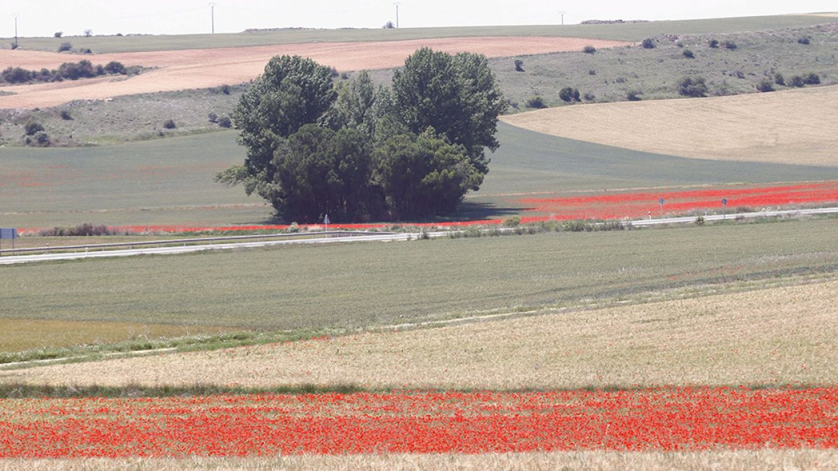 Campos de cereal en el municipio de Ágreda. Imagen de archivo. HDS