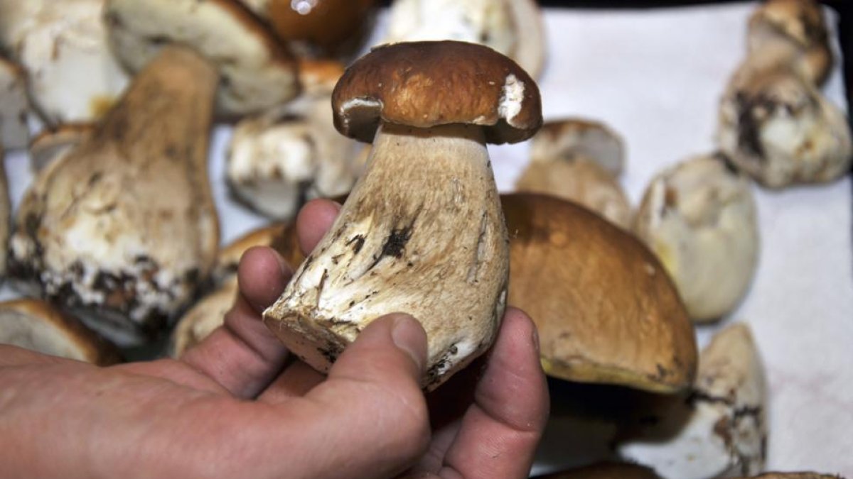 Ejemplares de boletus edulis.-VALENTÍN GUISANDE