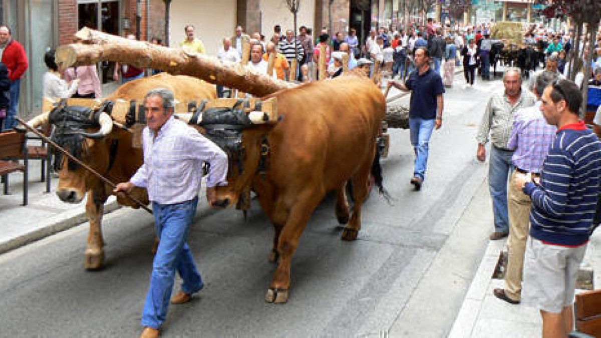 Uno de los momentos de acarreo pinariego por las calles sorianas / PEDRO CALAVIA-