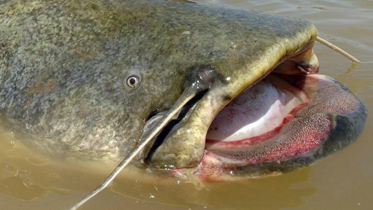 Un ejemplar de siluro en el río.-D.S.