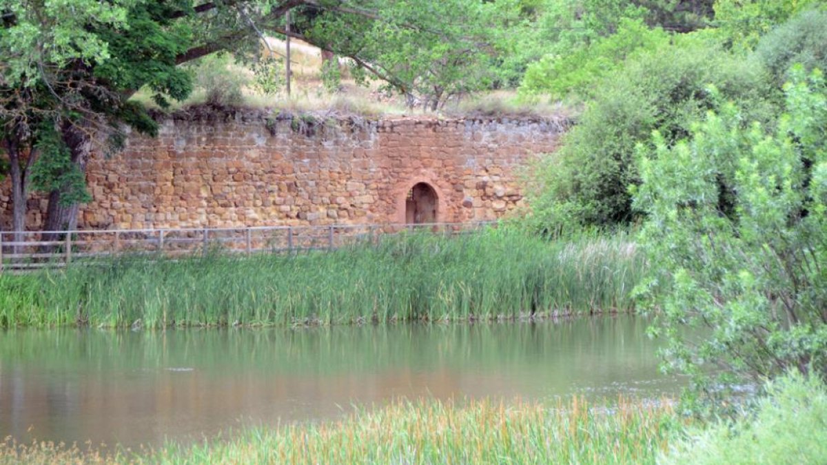 La muralla, tomada por la vegetación en una imagen de la tarde de ayer.-ÁLVARO MARTÍNEZ
