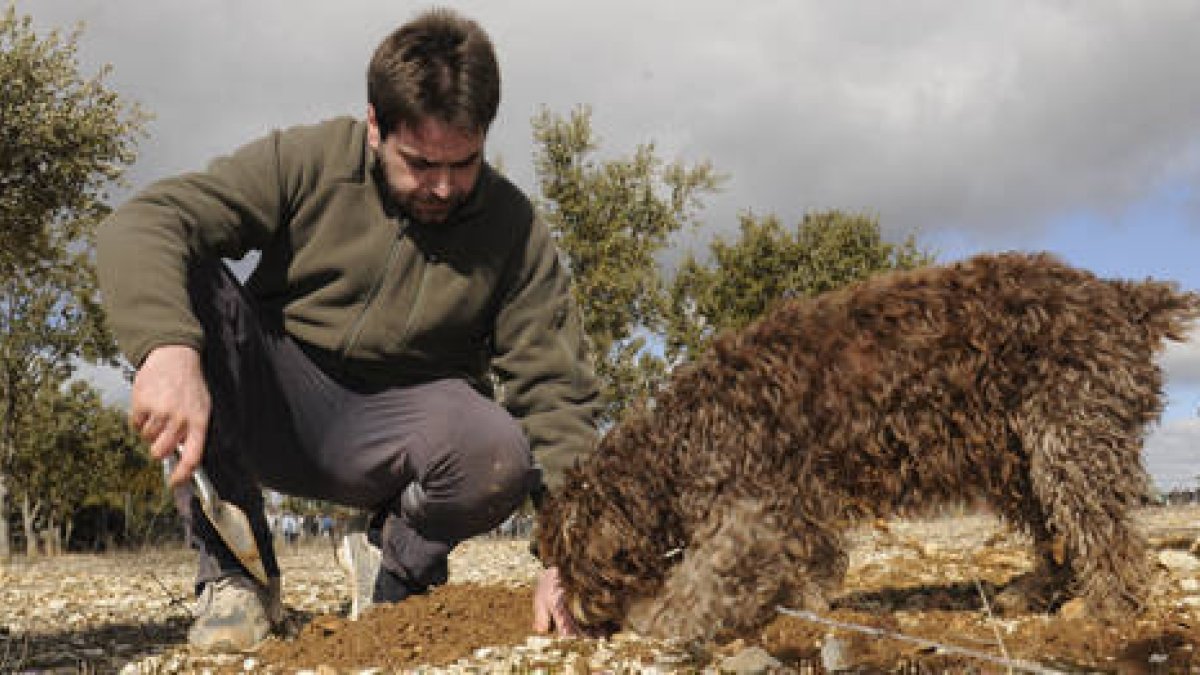 Un perro adiestrado con su dueño buscando trufas en una explotación de encinas micorrizadas de Soria. / VALENTÍN GUISANDE -