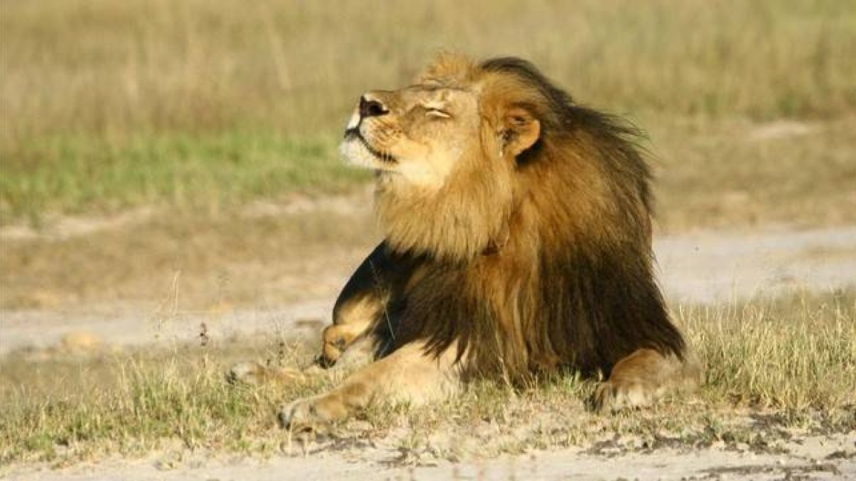 El león Cecil, en el Parque Nacional Hwange, en una imagen de archivo.-Foto: REUTERS