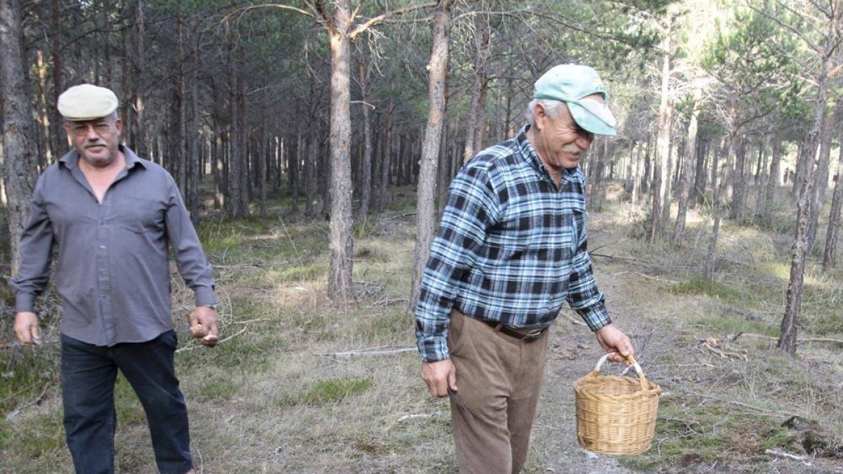 Dos recolectores prueban suerte en un pinar joven.-LUIS ÁNGEL TEJEDOR