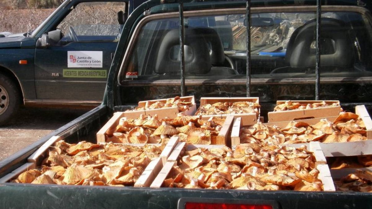 Incautación de 73 kilos de níscalo en Boos.-JUNTA