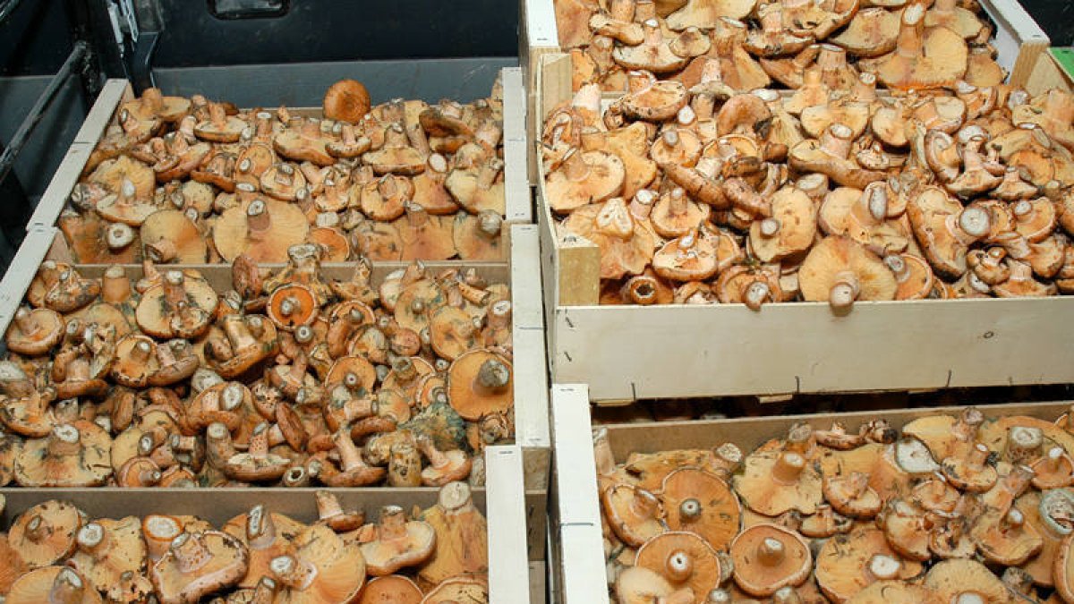 Nícalos que se recolectan en los montes de Soria./ V.G. -