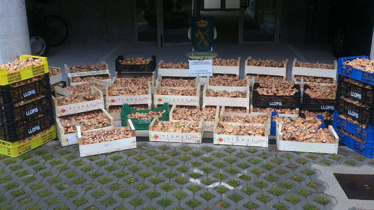 Cajas de níscalos incautados en la pasada temporada en la provincia de Soria. / SUBDELEGACIÓN DEL GOBIERNO-