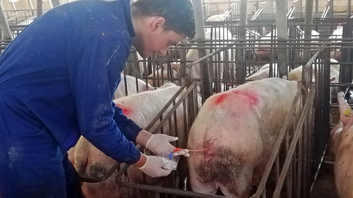 Sergio Izquierdo en la granja de Almazán de cerdas madres en la que trabaja. HDS