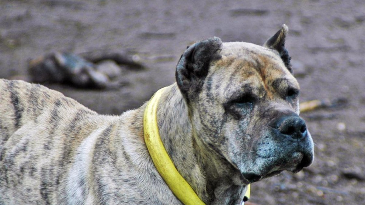 Uno de los perros examinados en la 'Operación Podencos', en Soria.-HDS