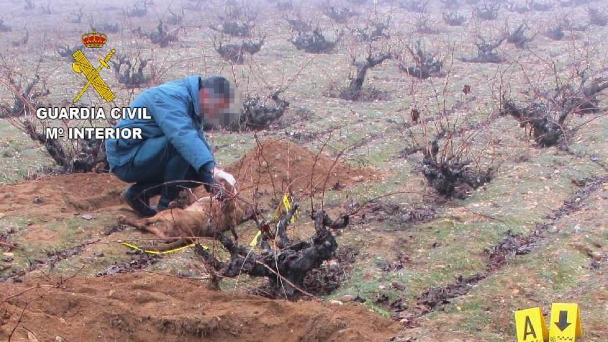 Investigan a cuatro personas por organizar peleas de perros en Moraleja del Vino-- ICAL