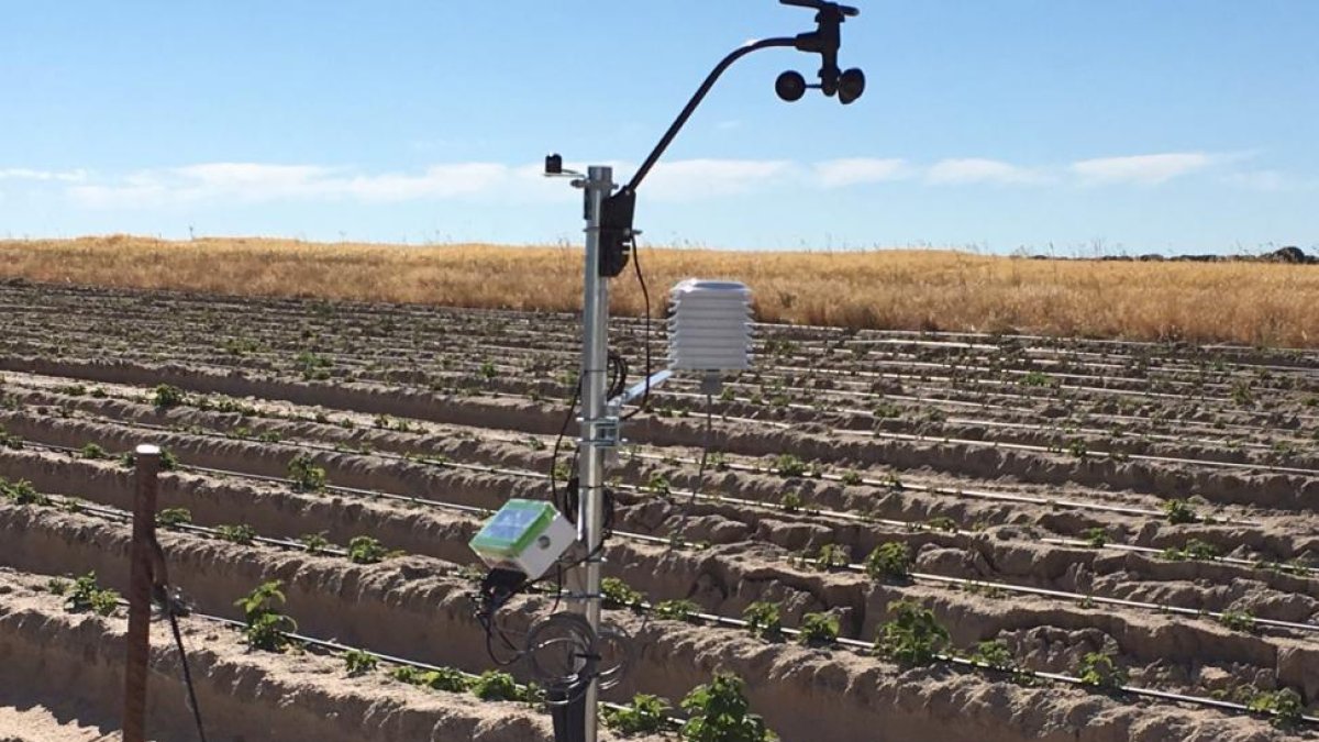 Sistema instalado en la cooperativa Cobella (Fresa, frambuesa y arándanos) en Ávila, para disponer de información de clima y riego.-E.M.