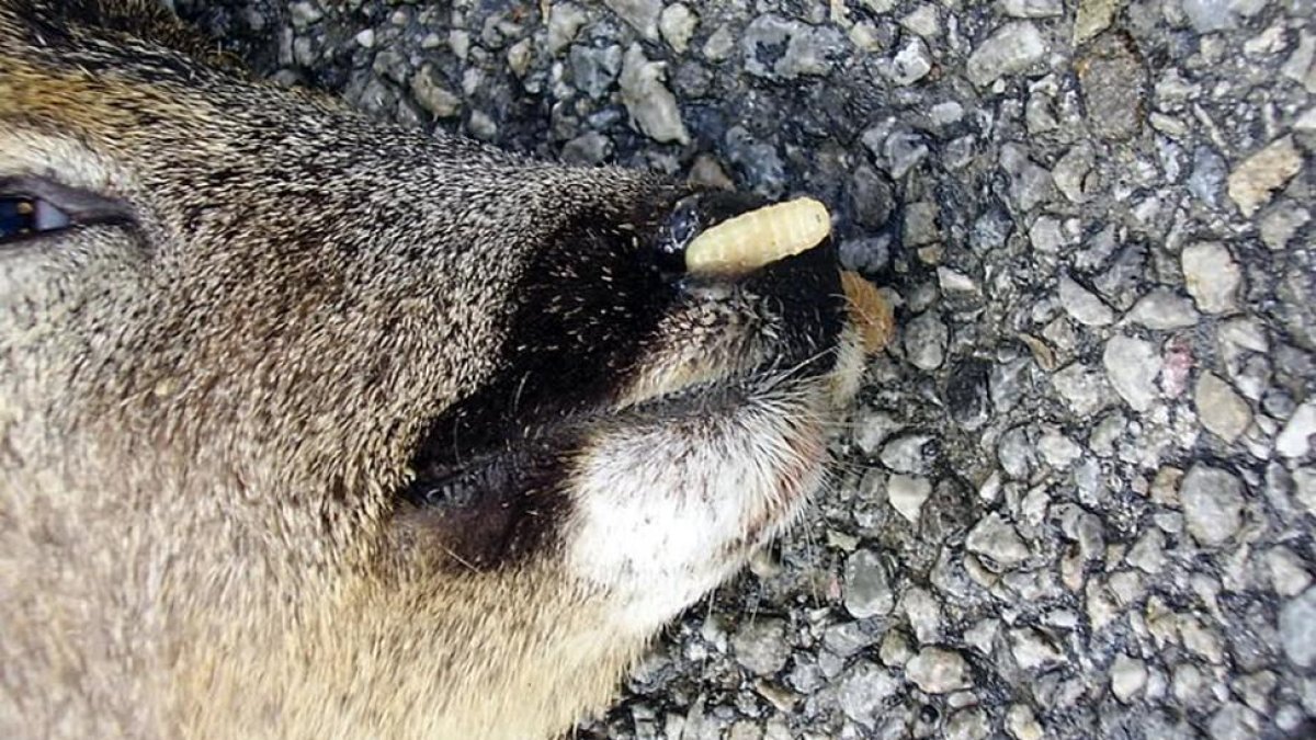 Una larva sale de las fosas nasales de un corzo.-ASOCIACIÓN ESPAÑOLA DEL CORZO
