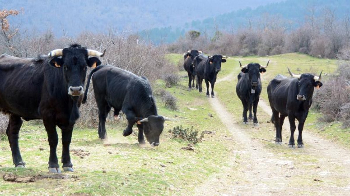 Ejemplares de serrana soriana o serrana negra en una explotación de la provincia.-V. Guisande