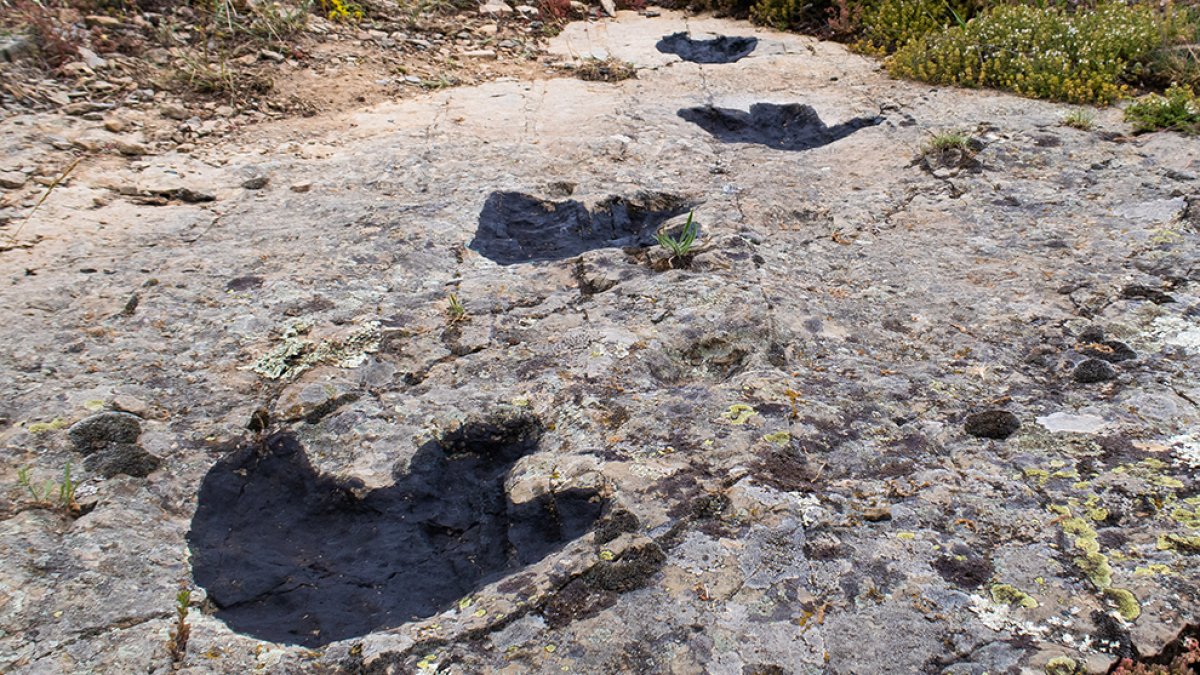 Rastro de pisadas de un dinosaurio ornitópodo. HDS