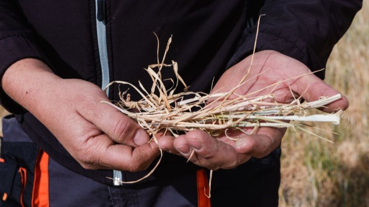 Cereal afectado por la sequía en manos de un agricultor.-ICAL